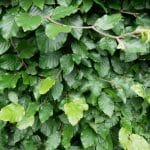 Grünbuchenhecke - Fagus sylvatica im Topf 125/150 cm