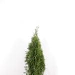 Thuja Smaragd im Topf 80/100 cm