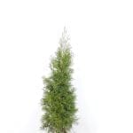 Thuja Smaragd im Topf 100/120 cm
