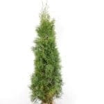 Thuja Smaragd im Topf 160/180 cm