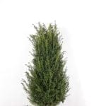 Taxus Baccata im Topf 120/140 cm
