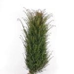 Taxus Baccata im Topf 160/180 cm