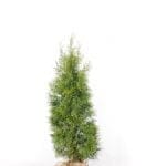 Thuja Smaragd im Topf 140/160 cm