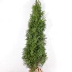 Thuja Smaragd im Topf 180/200 cm
