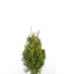 Thuja Smaragd im Topf 60/80 cm