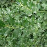 Holly Blue Prince 125/150 cm