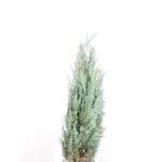 Blaue Kalifornische Zypresse 100/120 cm