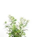 Lorbeer Novita 100/125 cm