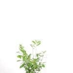 Lorbeer Novita 60/80 cm