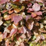 Rotbuchenhecke - Fagus Sylvatica Atropurpurea 60/80 cm