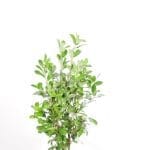Lorbeer Rotundifolia 100/125 cm