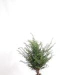 Taxus Baccata im Topf 60/80 cm