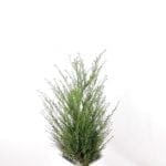 Taxus Baccata im Topf 80/100 cm