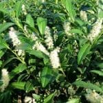 Lorbeer Herbergii im Topf 150/175 cm