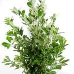 Lorbeer Novita 175/200 cm