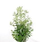Lorbeer Rotundifolia 125/150 cm