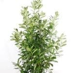 Lorbeer Rotundifolia 150/175 cm