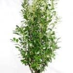 Lorbeer Rotundifolia 175/200 cm