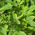 Hainbuche - Carpinus Betulus im Topf 100/125 cm