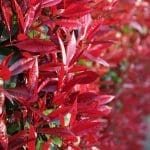 Photinia Fraseri Red Robin - Glänzende Mispel im Topf 100/125 cm