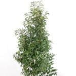 Portugiesischer Lorbeer 100/125 cm