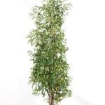 Portugiesischer Lorbeer 125/150 cm