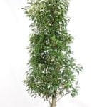 Portugiesischer Lorbeer 150/175 cm