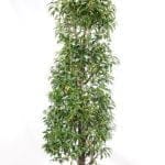 Portugiesischer Lorbeer 175/200 cm