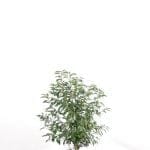 Portugiesischer Lorbeer 60/80 cm