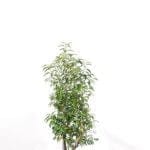 Portugiesischer Lorbeer 80/100 cm