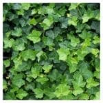Efeu - Hedera Hibernica 125/150 cm (im Topf)