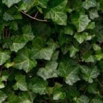 Efeu - Hedera Helix 150/175 cm (im Topf)