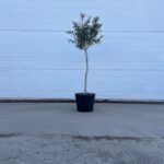 Olijfboom Olea Europaea 100cm stamomtrek 7cm